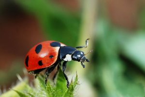 テントウムシは英語で何と言えますか ー Ladybird Ladybug Lady Beetle の使い分け 英語 With Luke