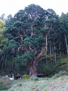 Japanese cedar	杉　スギ