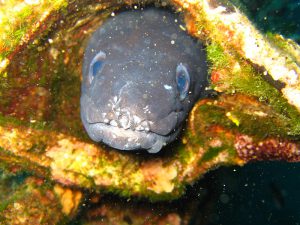 conger eel アナゴ