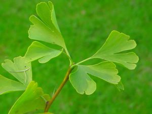 ginkgo	銀杏　イチョウ