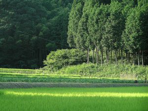 Japanese cypress	檜　ヒノキ