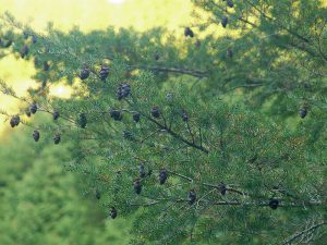 Japanese douglas fir	トガサワラ