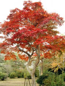 Japanese maple	楓 カエデ