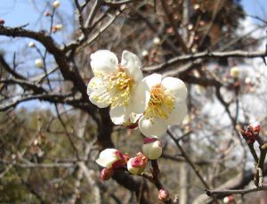 Japanese plum tree	梅  ウメ