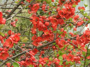 Japanese quince  	ボケ