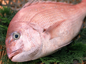 red sea bream   真鯛