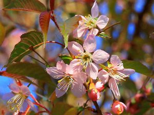 Japanese cherry tree  	桜　サクラ