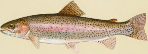 trout マス