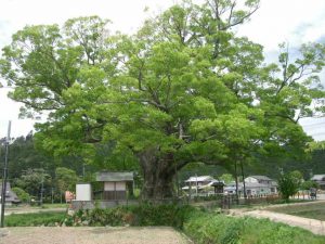 Japanese zelkova	欅　ケヤキ