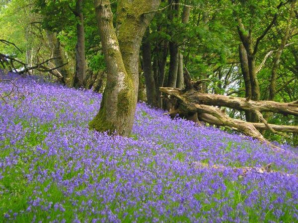 bluebells-opti